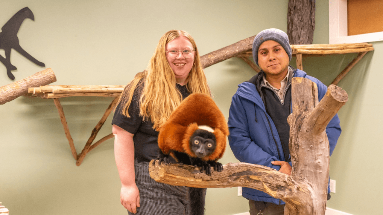 Nuclear Cash for Robots While Lemurs Chat with Humans